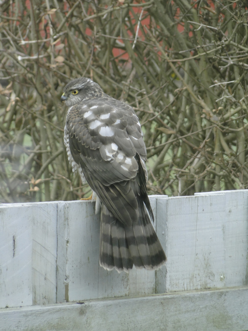 Sperber im Garten