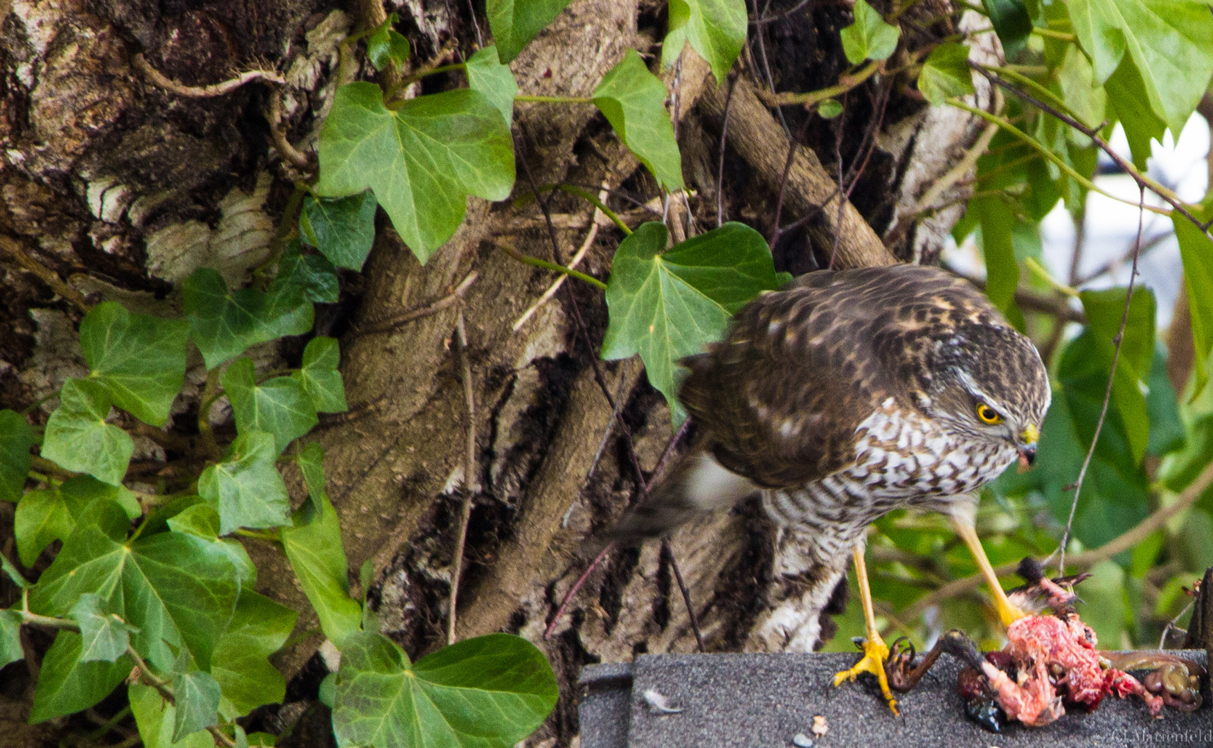 Sperber im Garten