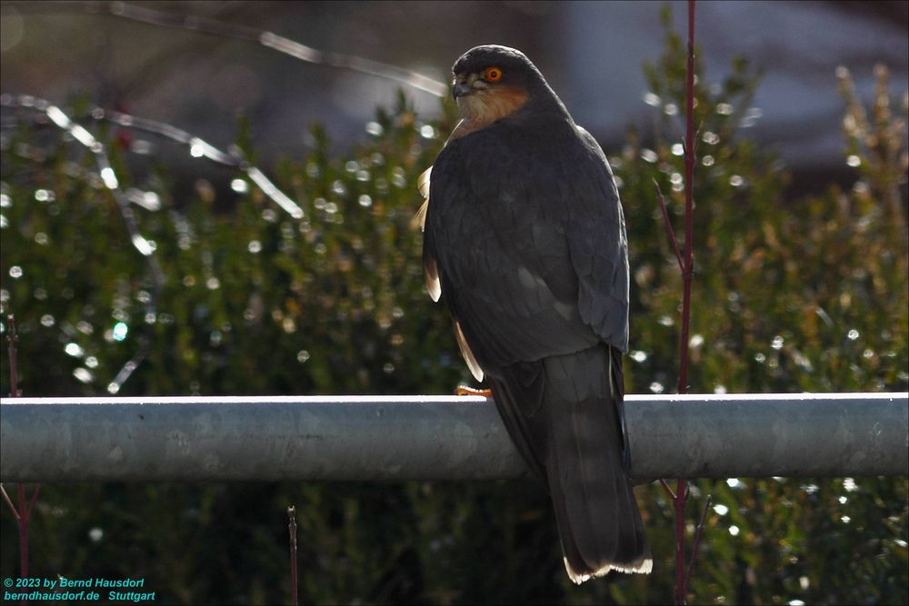 Sperber im Garten Foto & Bild tiere, wildlife, wild lebende vögel