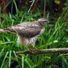 Sperber Im Garten Doku Foto Bild Greifvogel Natur Vogel
