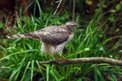 Sperber im Garten-Doku