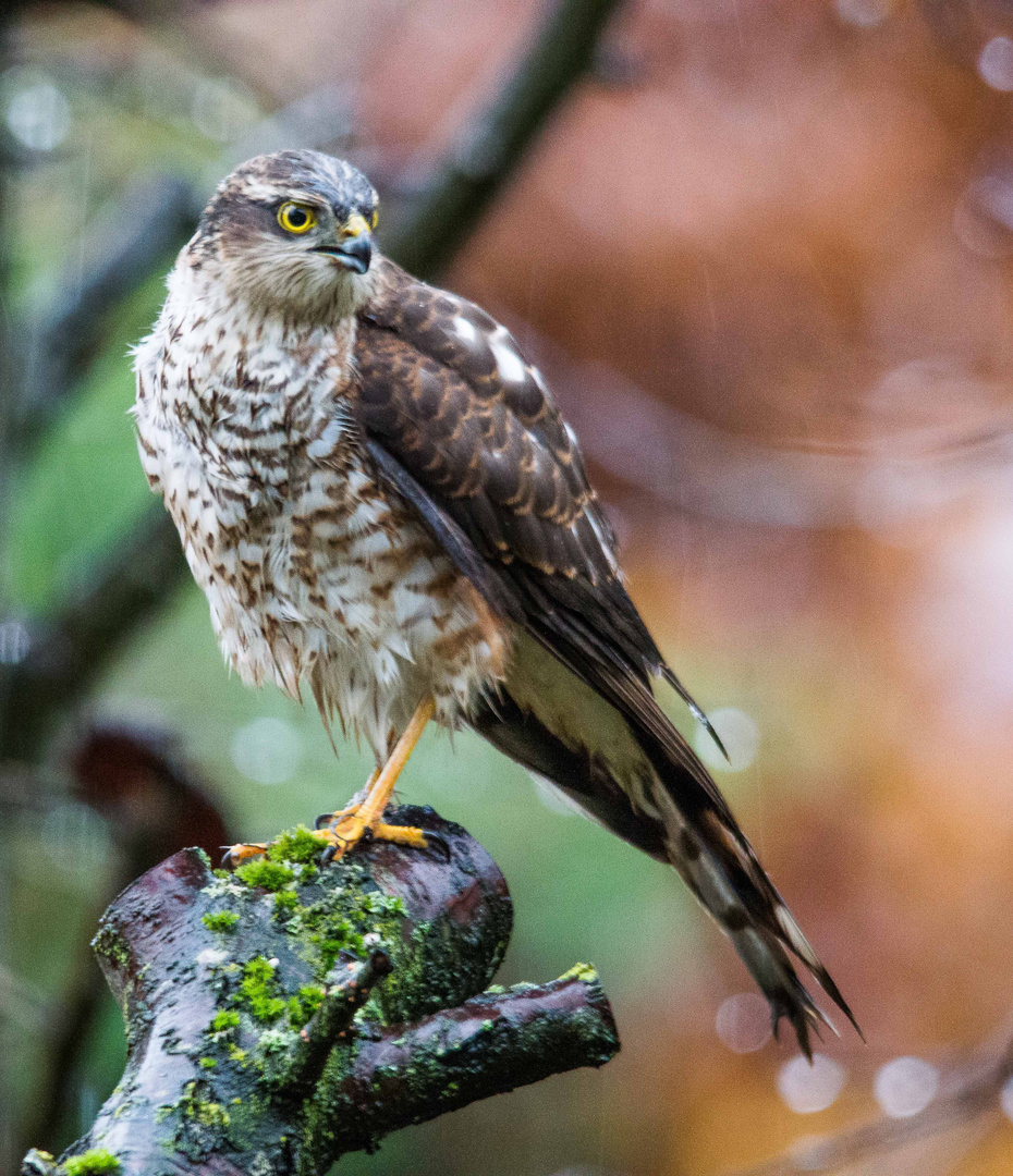 Sperber im Garten Foto & Bild tiere, natur Bilder auf