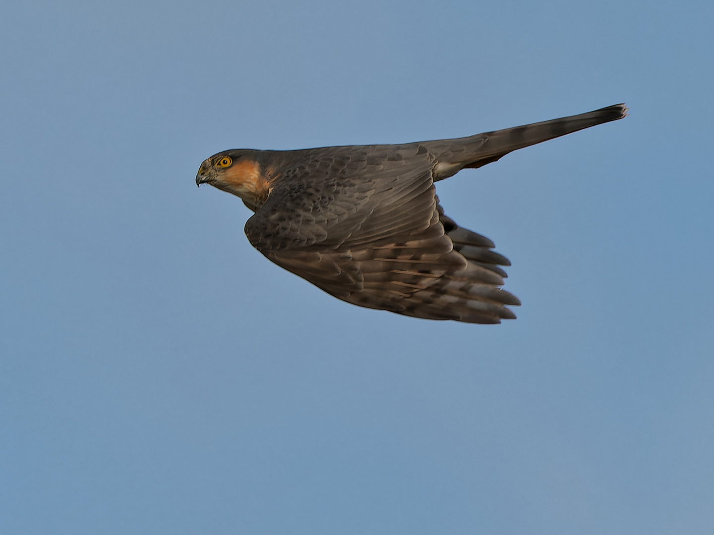 Sperber im Gleitflug II