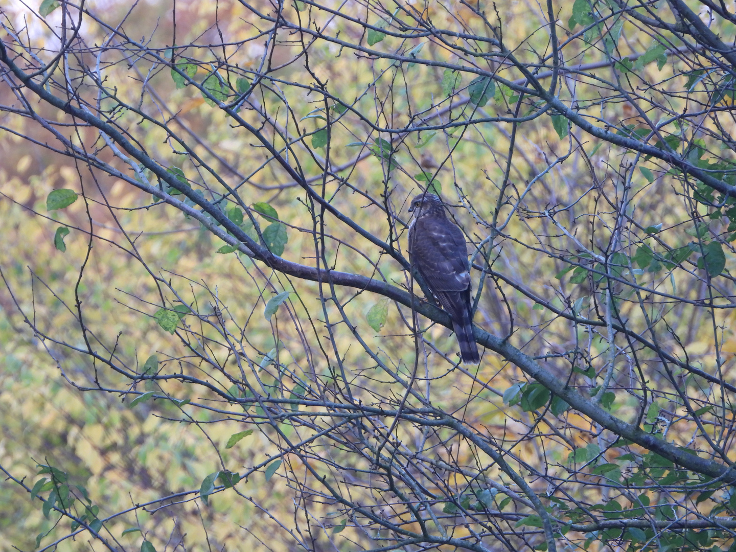 Sperber im Herbst