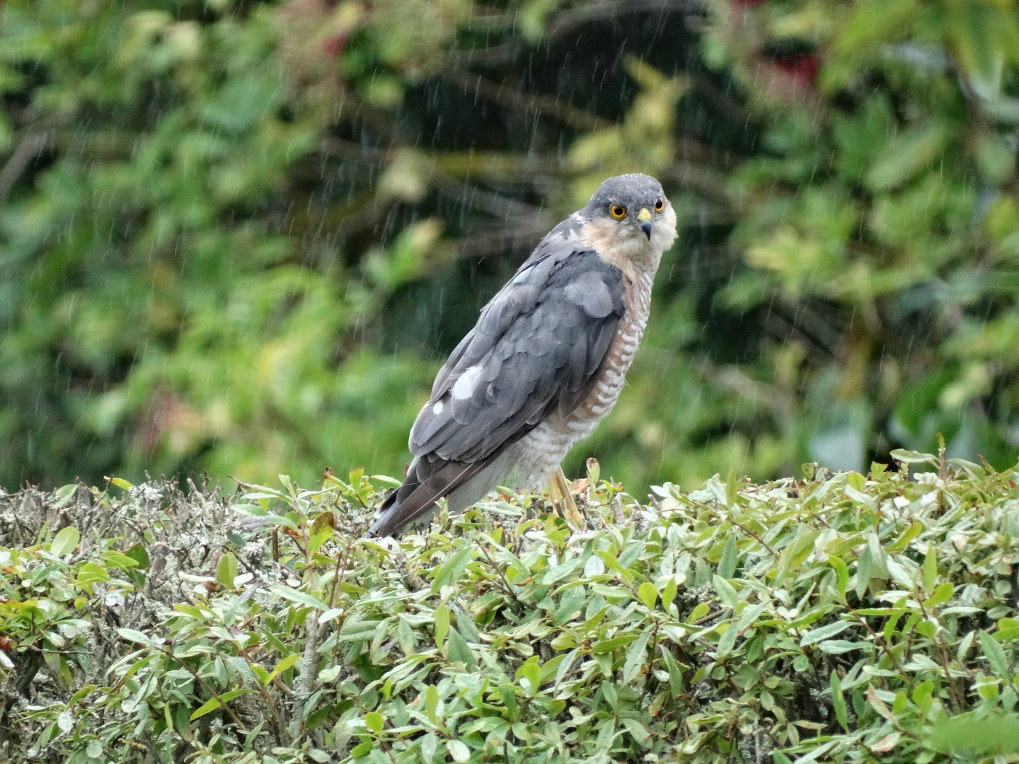 Sperber im Regen