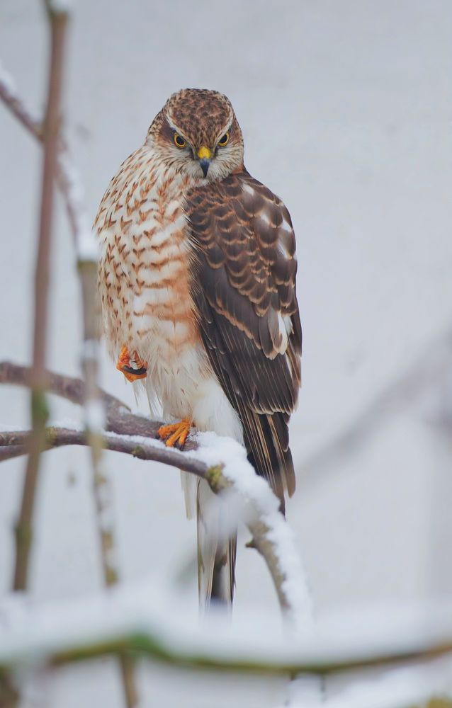 Sperber im Schnee