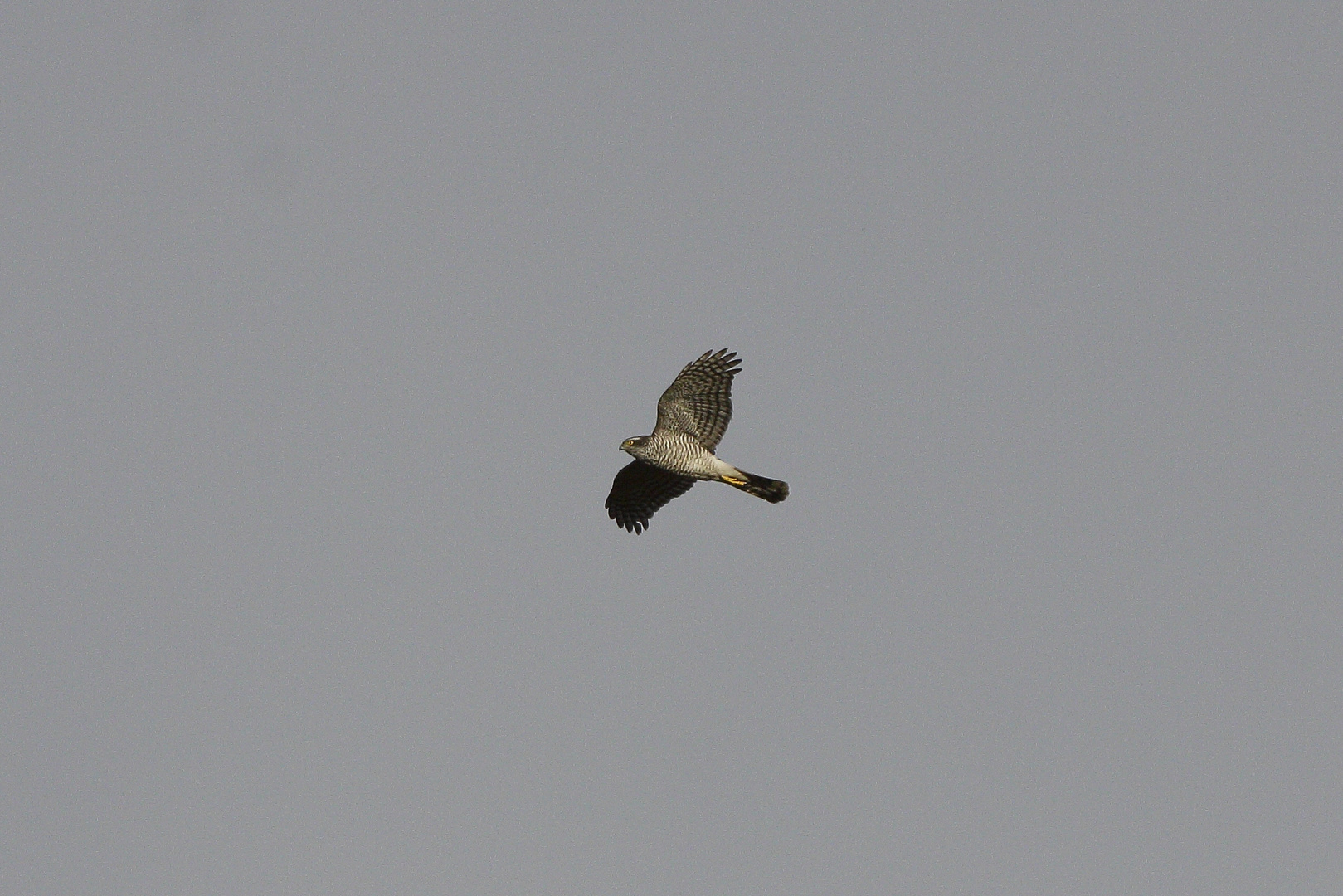 Sperber im Segelflug