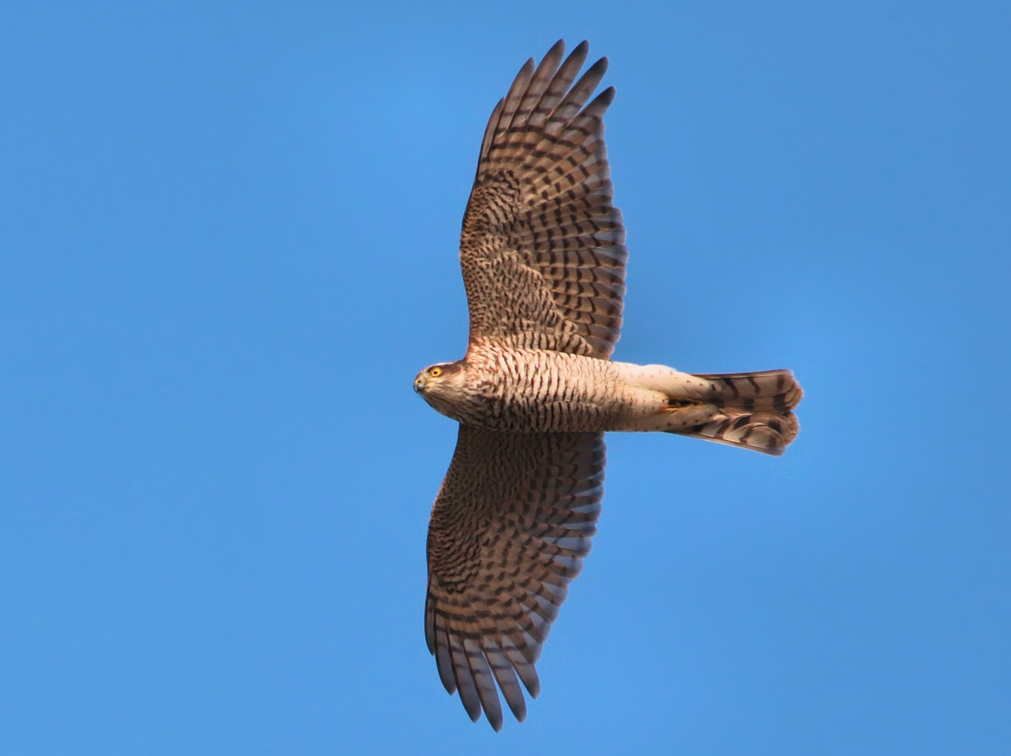 SPERBER IM ÜBERFLUG