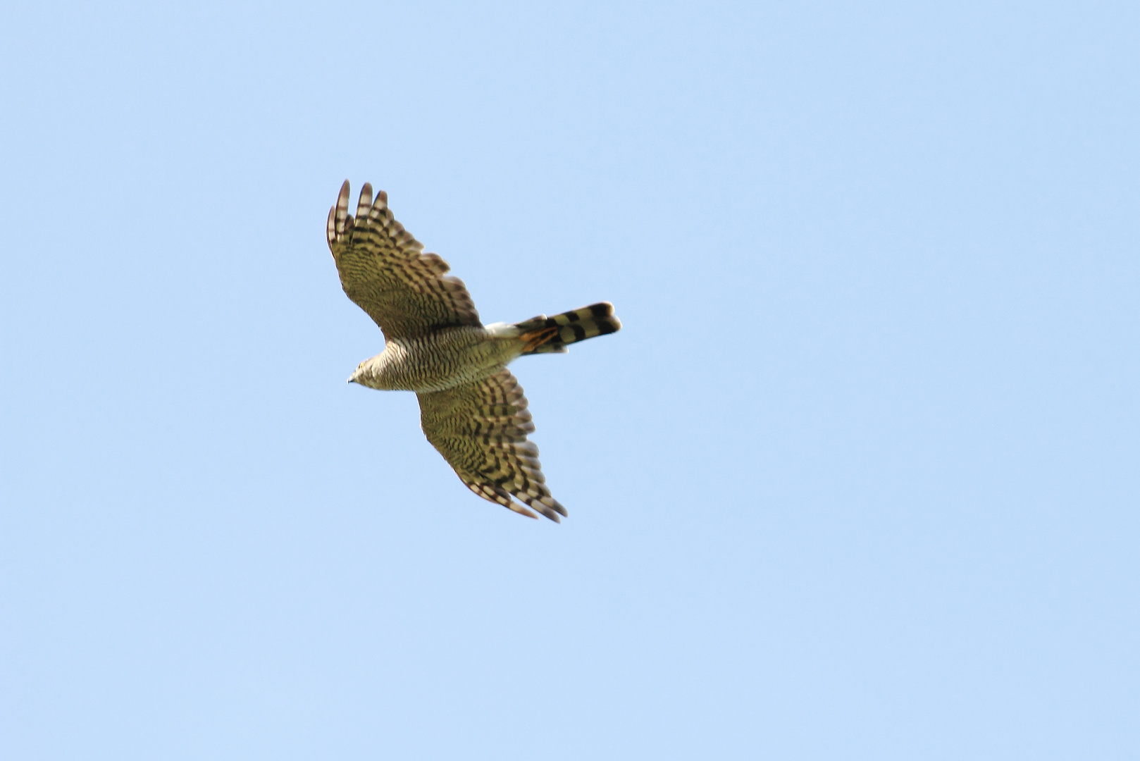 Sperber im Überflug