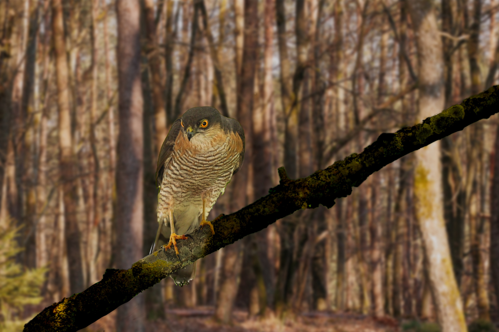 sperber im wald