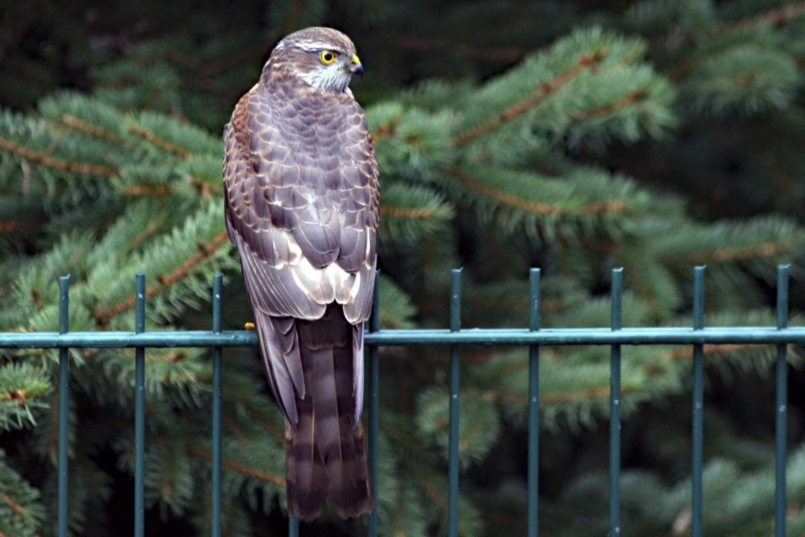 Sperber Jungvogel