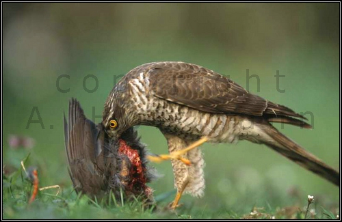 Sperber kröpft Amsel