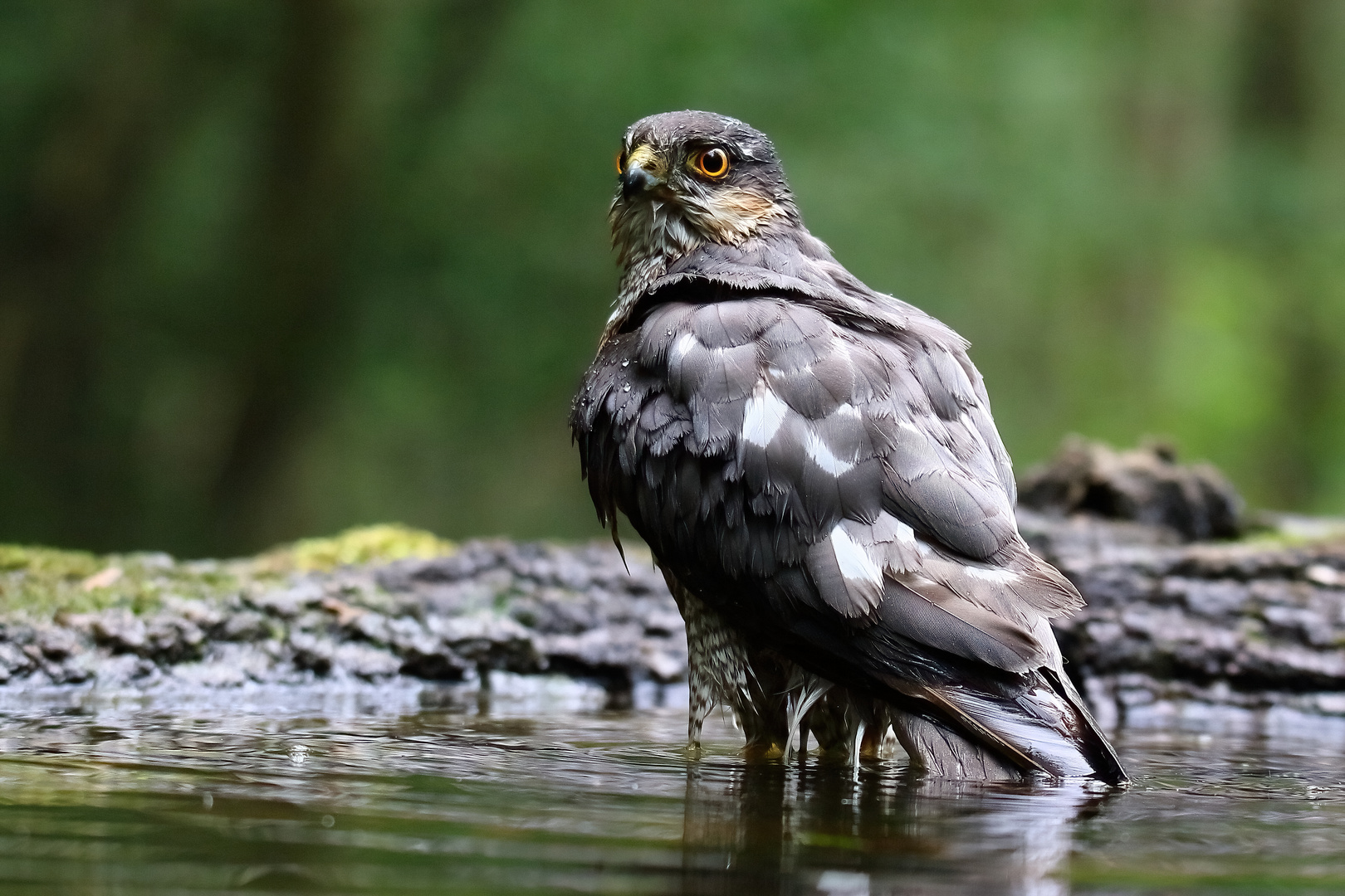 Sperber-Männchen beim Baden