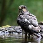 Sperber-Männchen beim Baden