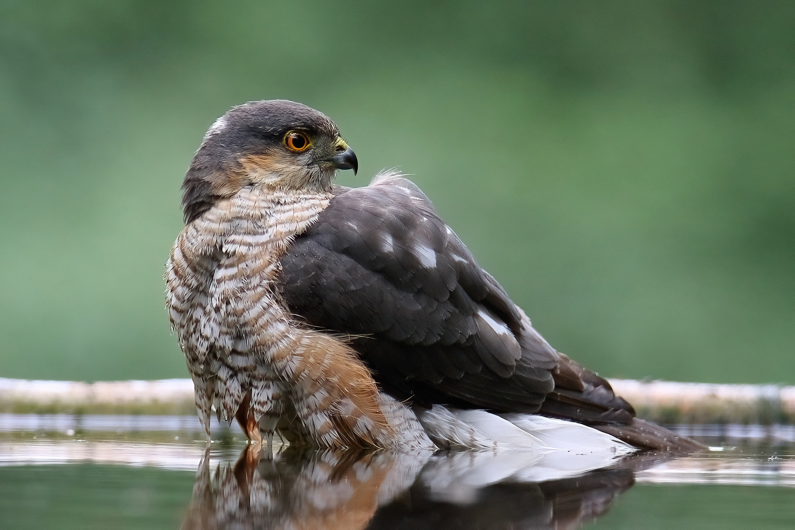 Sperber-Männchen beim Baden