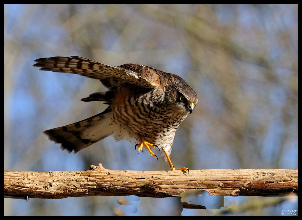 - Sperber männl. bei der Landung - ( Accipiter nisus )