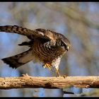 - Sperber männl. bei der Landung - ( Accipiter nisus )