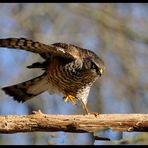 - Sperber männl. bei der Landung - ( Accipiter nisus )