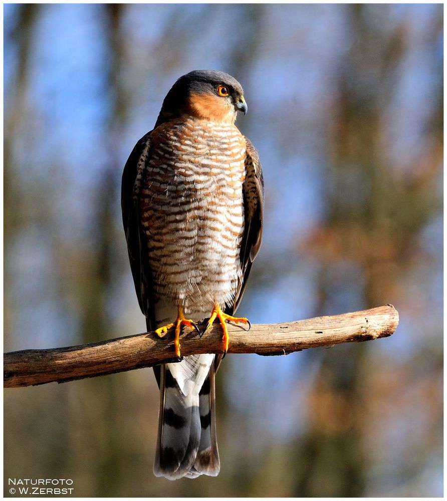 - Sperber männlich - ( Accipiter nisus )