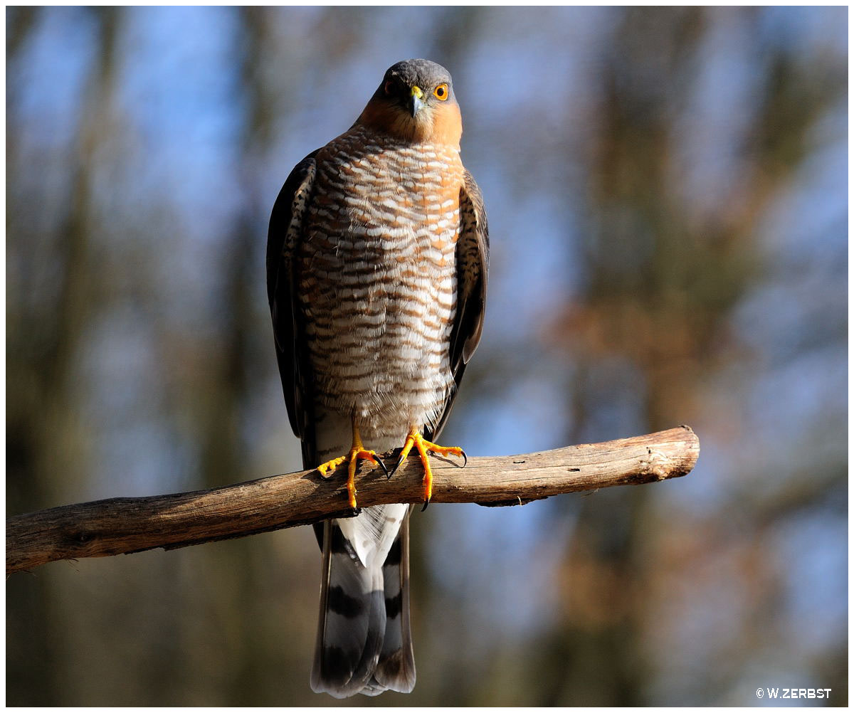 - Sperber Mann - (Accipiter nisus)