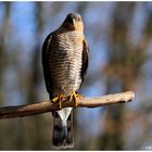 - Sperber Mann - (Accipiter nisus)