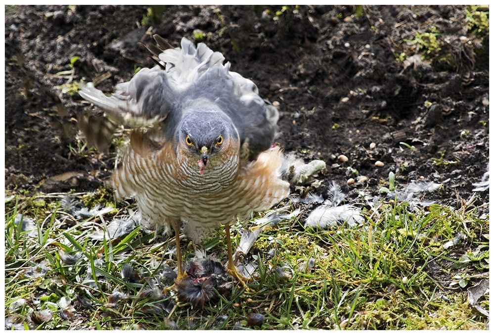 Sperber mit Beute Gestern im Garten Foto & Bild tiere, winter