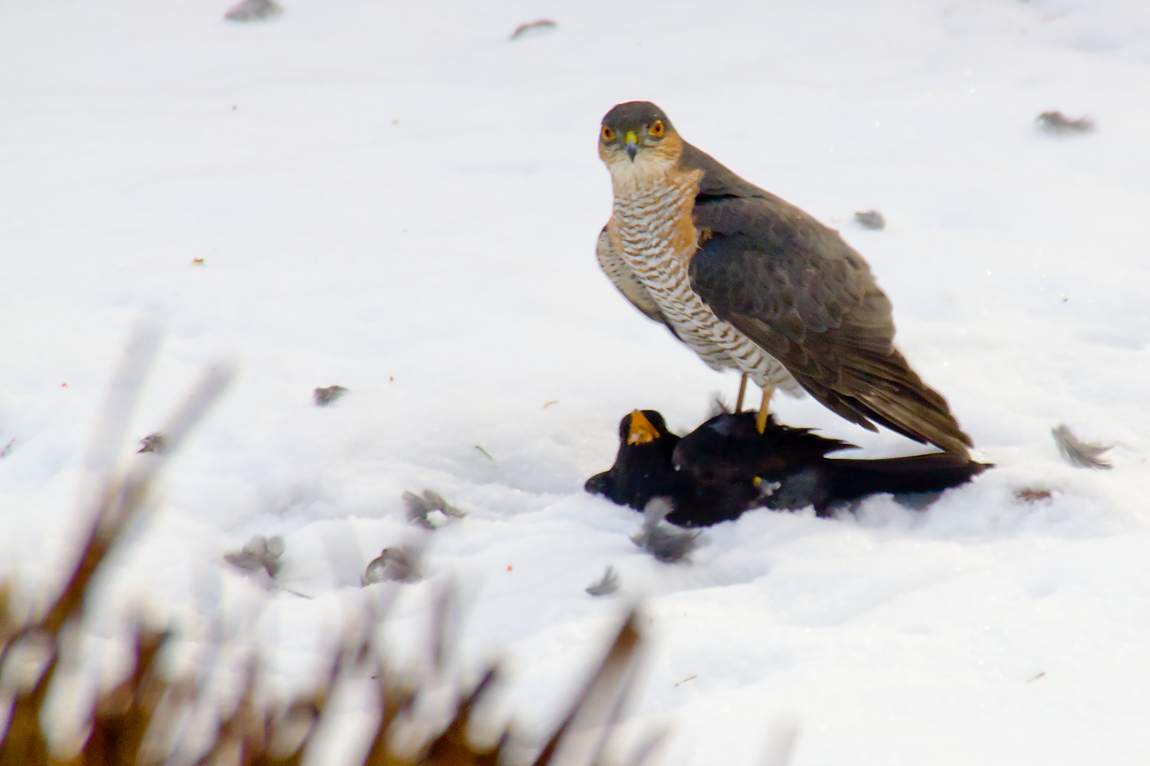 Sperber mit Beute / Sparrowhawk with prey