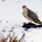Sperber mit Beute / Sparrowhawk with prey