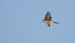 Sperber mit dem Abendessen