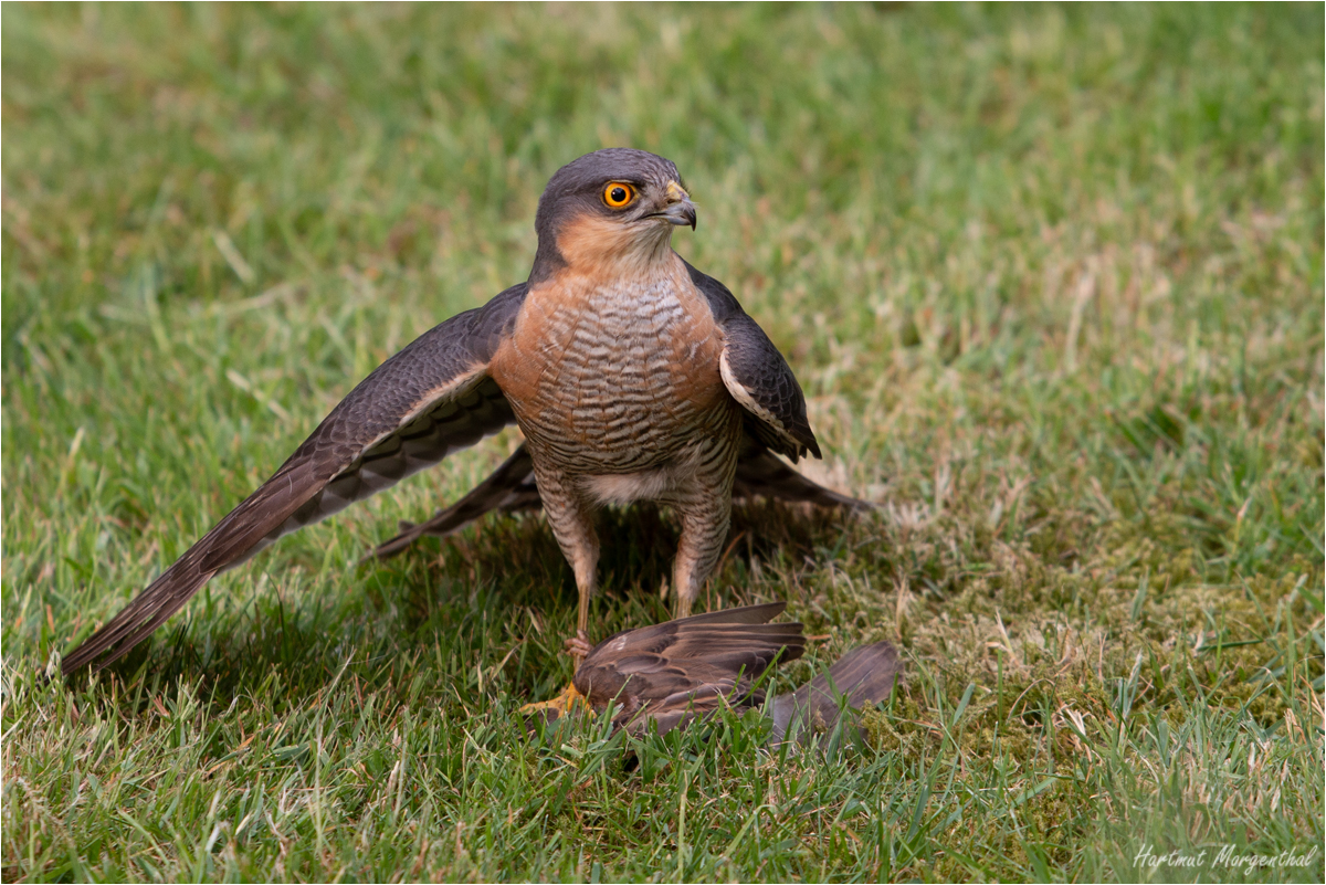 Sperber mit erbeutetem Haussperling