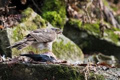 Sperber mit erbeuteter Taube