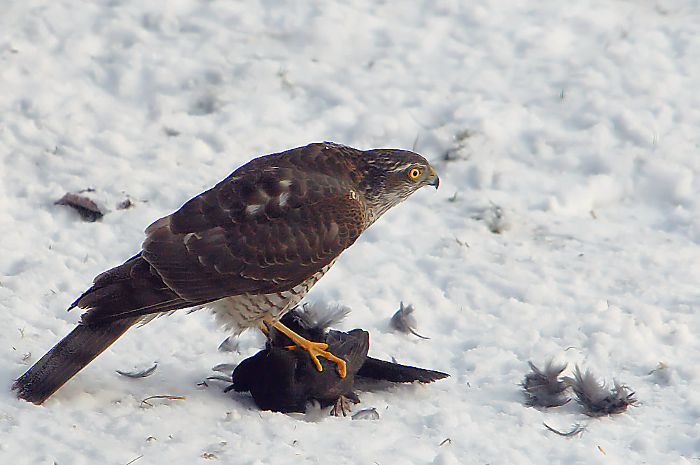 Sperber mit gefangener Amsel