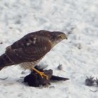 Sperber mit gefangener Amsel