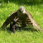 Sperber mit geschlagenem Star