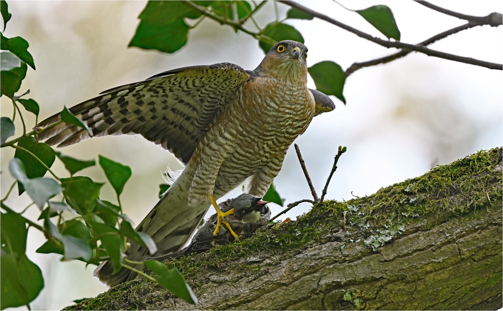 Sperber mit Haussperling