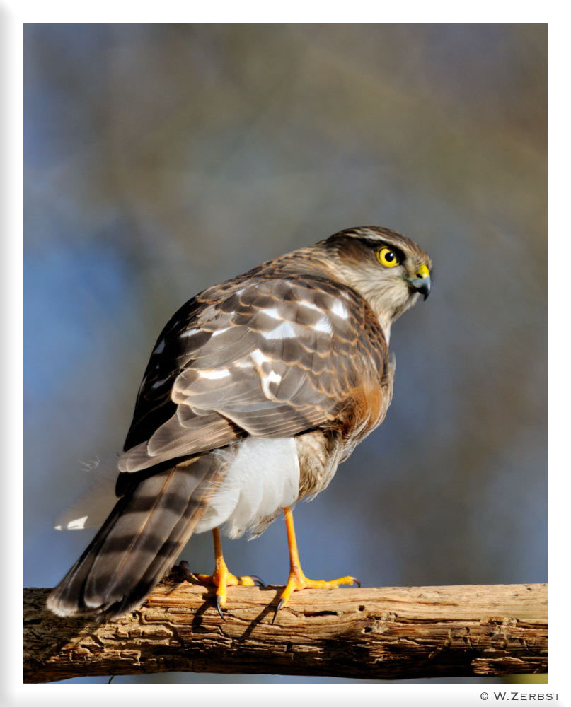 - Sperber nach erfolgloser Jagd - ( Acciipiter nisus )