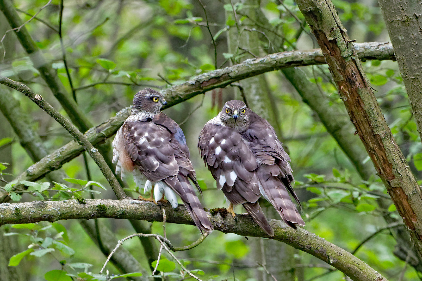 Sperber Pärchen