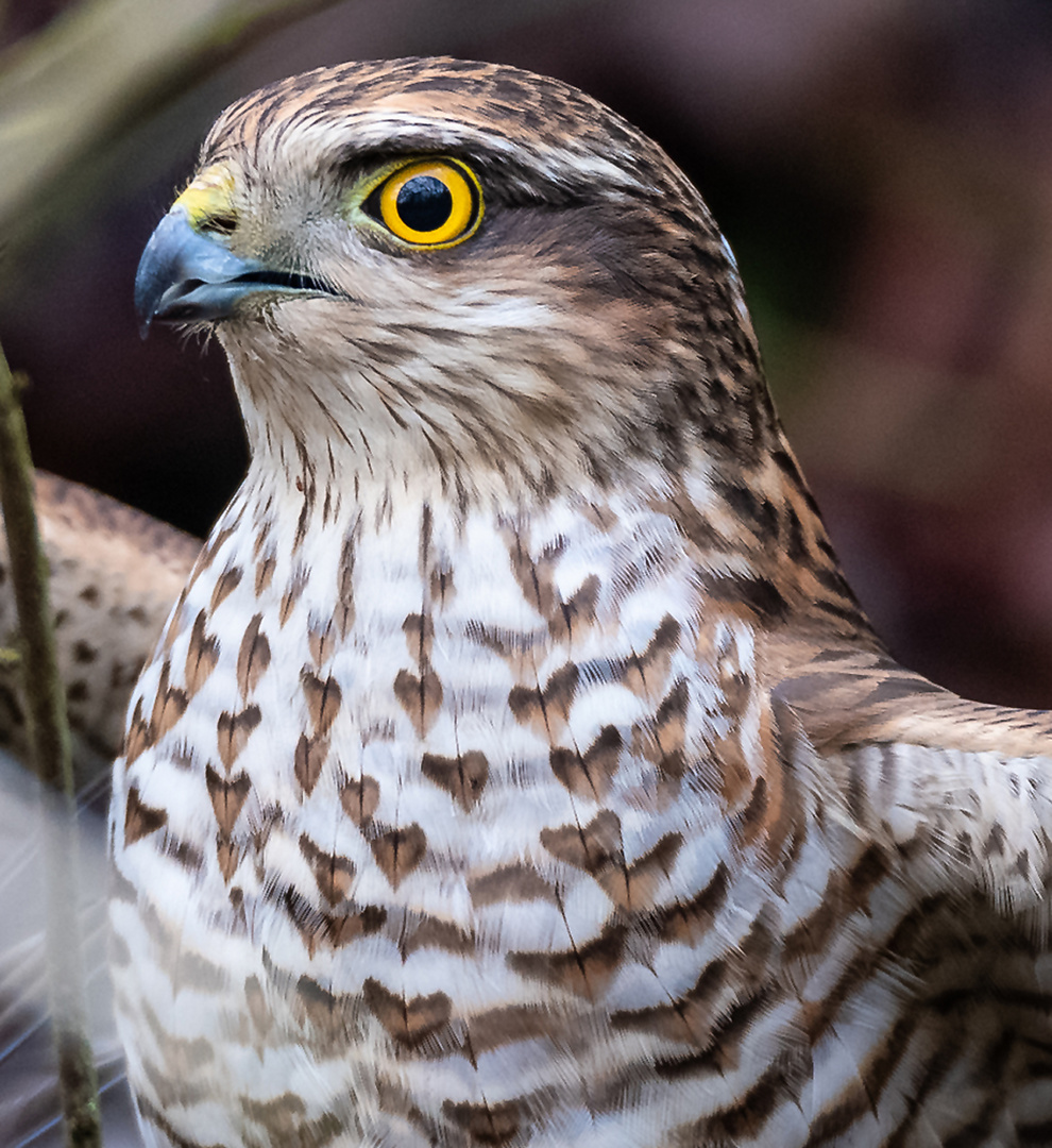 Sperber Portrait Wildlife