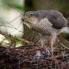 Sperber rupft Singvogel