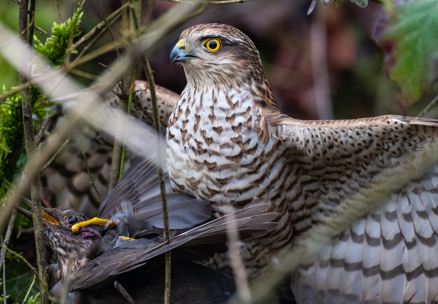 Sperber schlägt Amsel ...