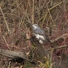 Sperber schlägt Wasserhuhn