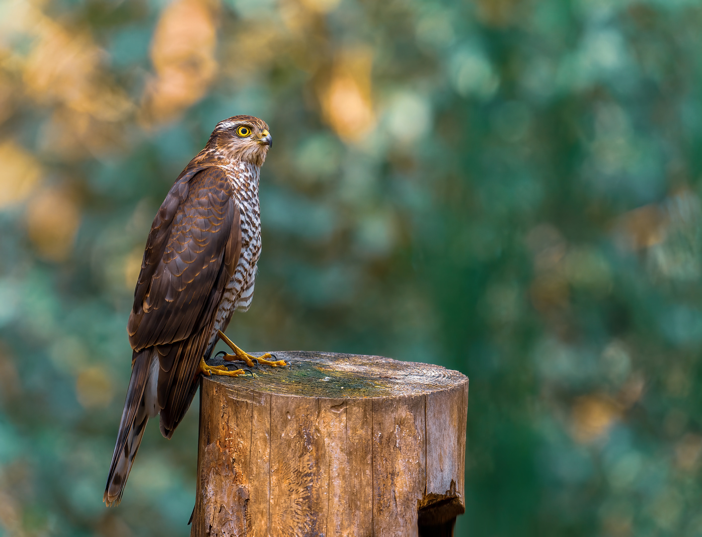 Sperber - Sparrowhawk