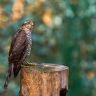 Sperber - Sparrowhawk