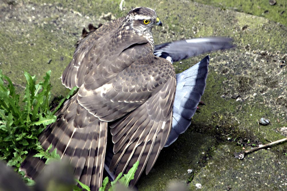 Sperber / Sparrowhawk (Accipiter nisus)#1