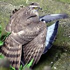 Sperber / Sparrowhawk (Accipiter nisus)#1