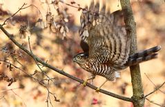 "Sperber" sucht Titel"