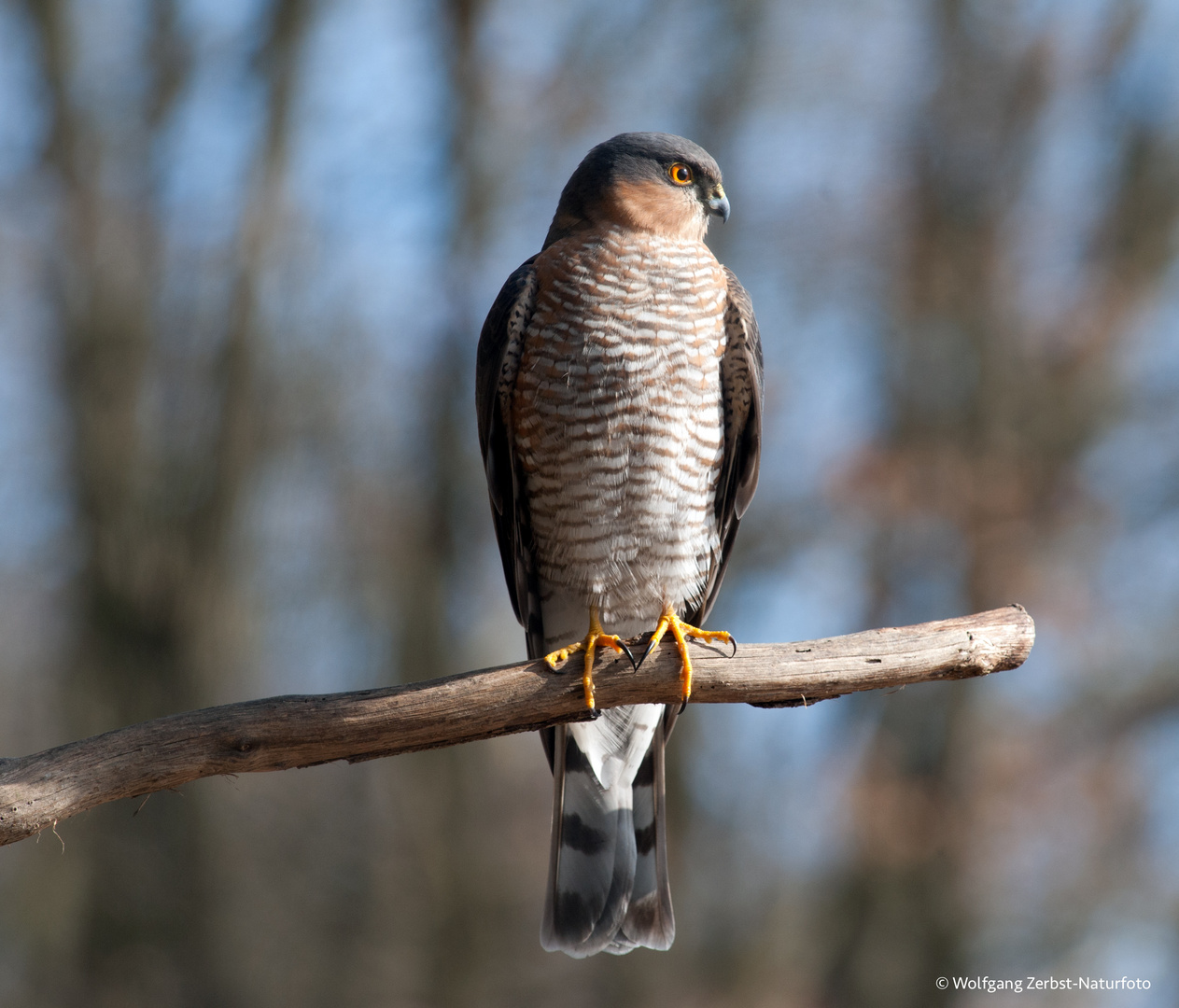  - SPERBER-TERZEL - ( Accipiter nisua )