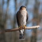  - SPERBER-TERZEL - ( Accipiter nisua )