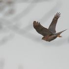 Sperber Terzel im Flug