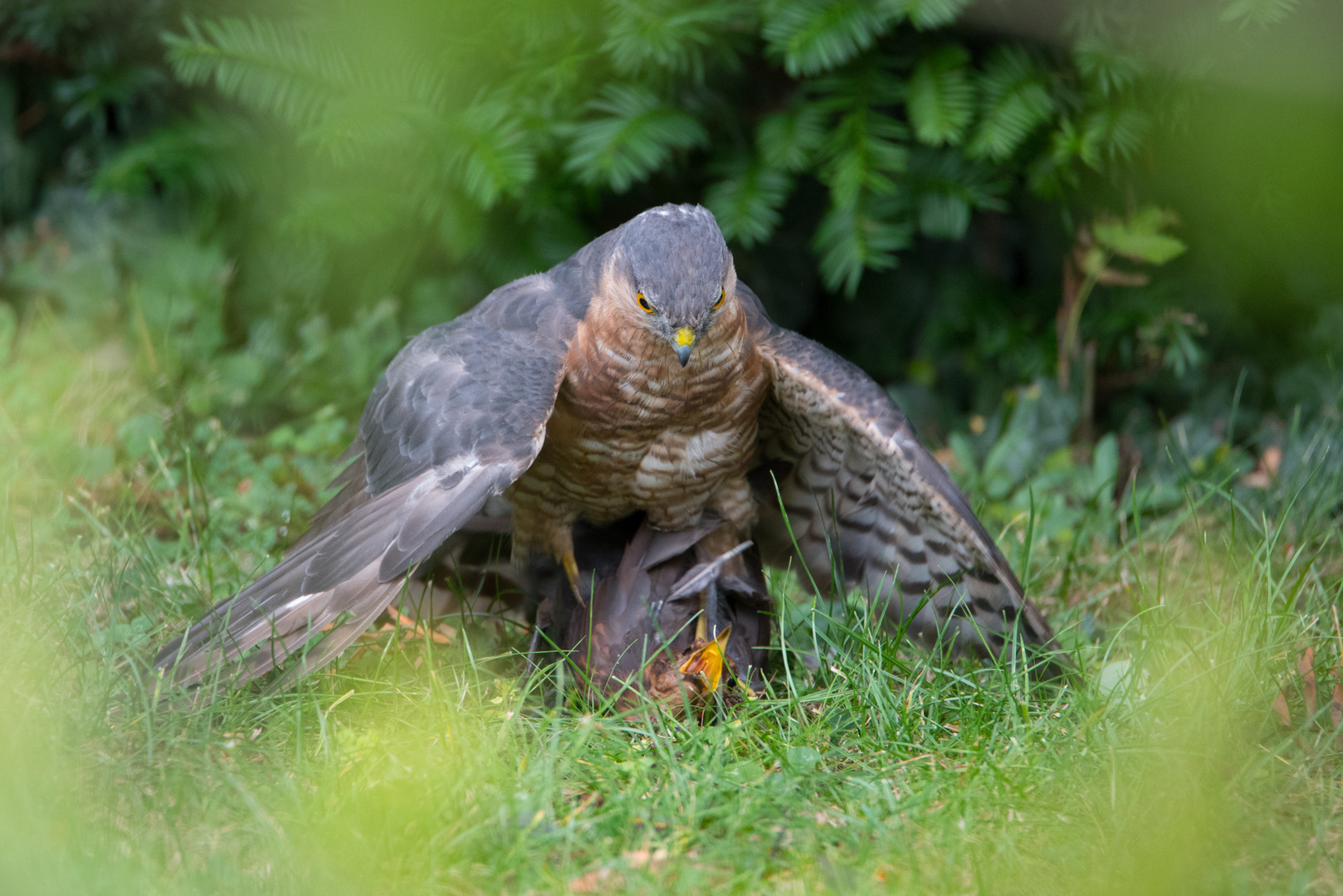 Sperber tötet Amsel Teil 1